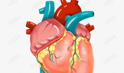 心脏漫画图,人体生命泵的奥秘与功能
